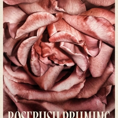 Rosebush Pruning