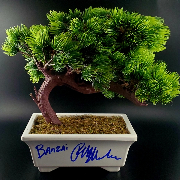 Ralph Macchio Autographed Bonsai Tree