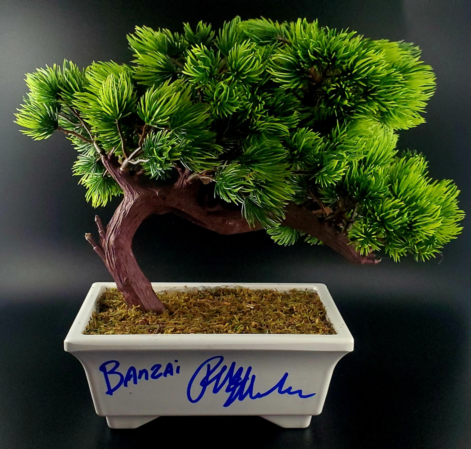 Ralph Macchio Autographed Bonsai Tree